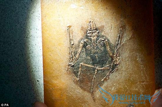 ѧ״ȷ 4900 ǰƤëɫ