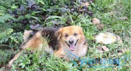 泰国小狗不慎从主人车上跌落 在原地苦等主人 7 个月