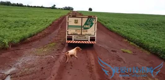 忠心汪星人苦追灵车 16 公里 久久不愿离开去世的主人