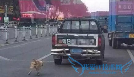 深圳一货车司机将小狗绑在车尾将其拖死 血肉模糊网友愤慨要人肉
