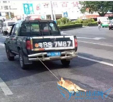 深圳一货车司机将小狗绑在车尾将其拖死 血肉模糊网友愤慨要人肉