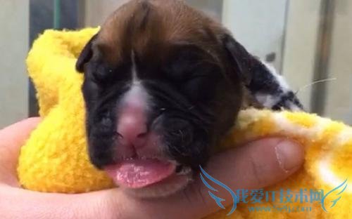 Ԯý屨ѧһӢѹʰȮƤ֯ƳֻѧҲѣƵĹĹ̺ܶ࣬ŴּķҲߡ