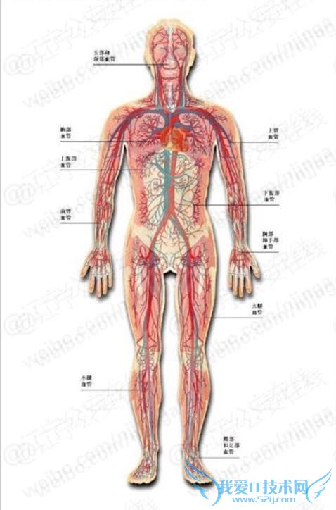中国警察一般不开枪 为什么开枪大多是击毙而不打手脚?