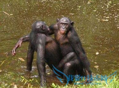 动物园逼迫两只雄性土狼交配 1 年:搞基都是被逼出来的