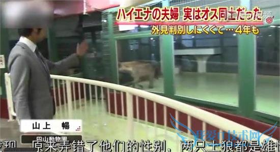 动物园逼迫两只雄性土狼交配 1 年:搞基都是被逼出来的