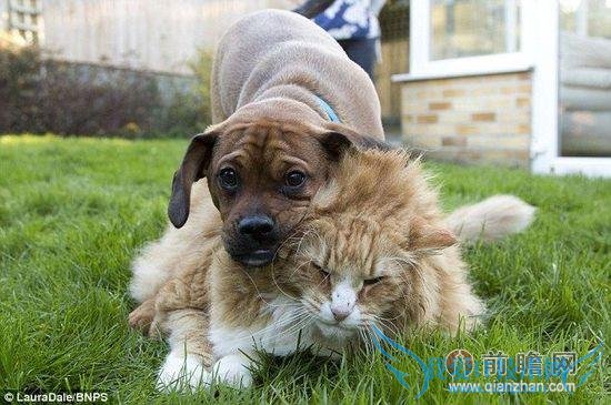 һֻèèܲ 3 ӤôأΪʣһֻˣõûй˵ĺɧèǲʤ䷳Ȼ֣ͦȴɹ……