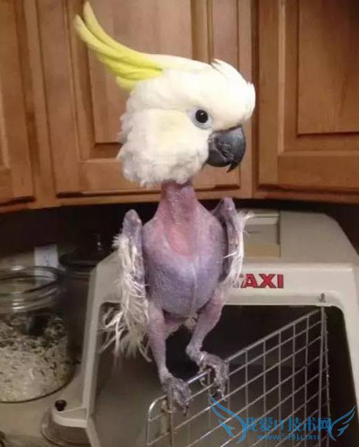美国一只鹦鹉患忧郁症竟将自己“脱光” 来吸引主人关注