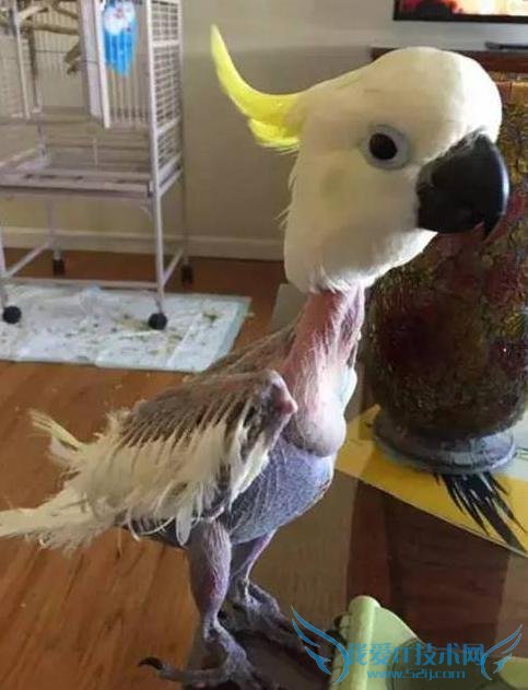 美国一只鹦鹉患忧郁症竟将自己“脱光” 来吸引主人关注