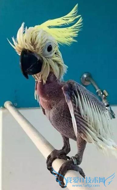 美国一只鹦鹉患忧郁症竟将自己“脱光” 来吸引主人关注