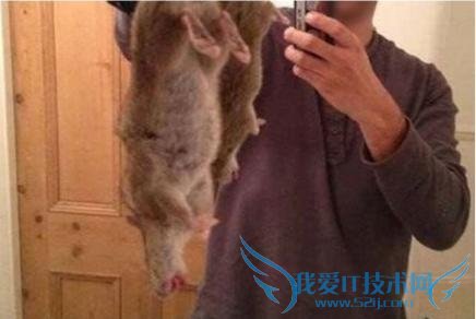 英国惊现大硕鼠 个头跟猫一样大引发居民恐慌