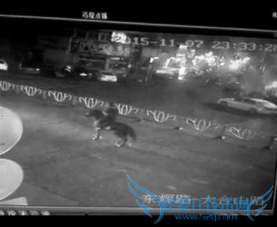 浙江男子半夜骑黑马逆行 连人带马被宝马撞飞