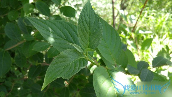 HTC One M9LG G4ֻԱȣĸã