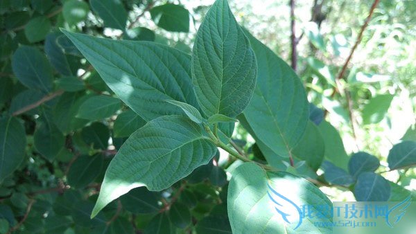 HTC One M9LG G4ֻԱȣĸã