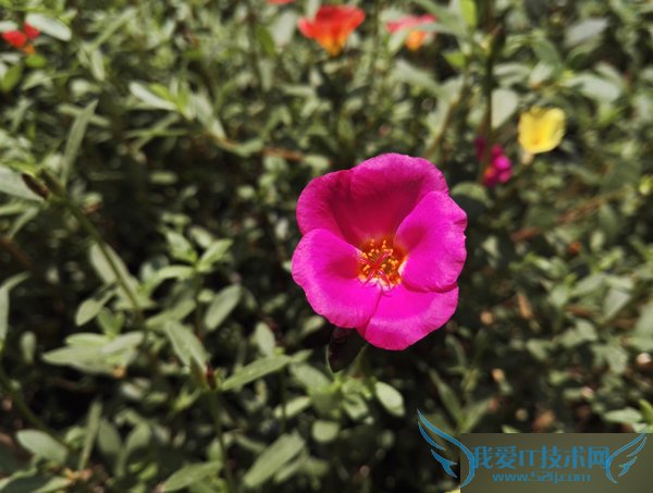 ͬ۸£һֻ2ҫ7ֻĸã