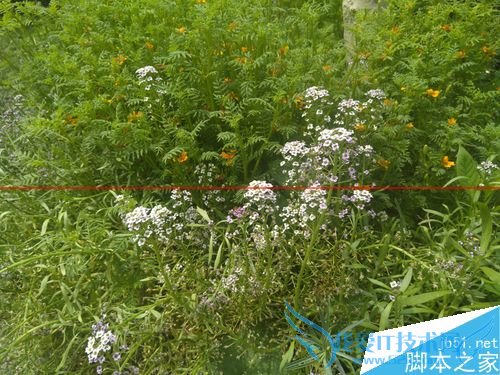 文艺范nubia My布拉格值得购买吗?