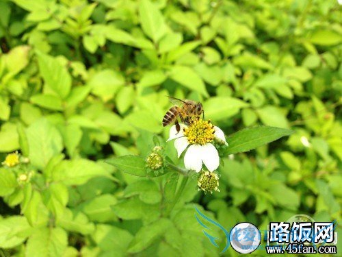 S4 PK iPhone 5 S4 PK iPhone 5