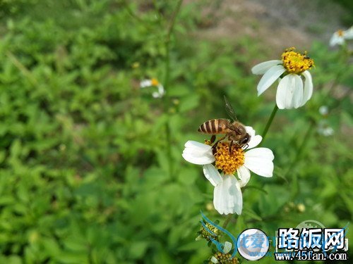 S4 PK iPhone 5 S4 PK iPhone 5