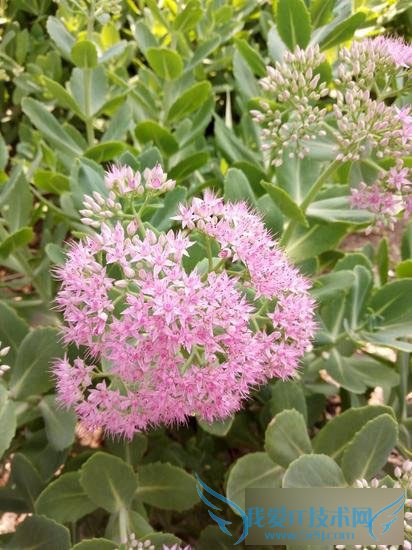 ֵܺĸߵOPPO R7ֻʲôԣ