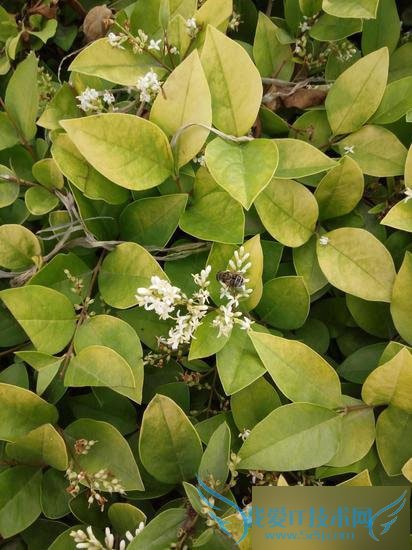 ֵܺĸߵOPPO R7ֻʲôԣ