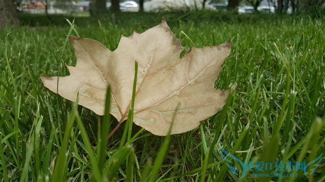 ЧļǿGalaxy S6 Edge+iPhone6 PlusնԱ