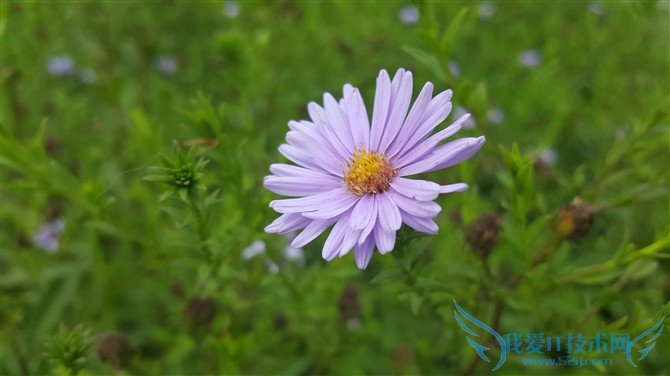 ЧļǿGalaxy S6 Edge+iPhone6 PlusնԱ