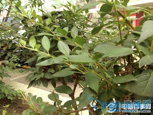 英特尔双核+平民价 中兴Geek V975评测