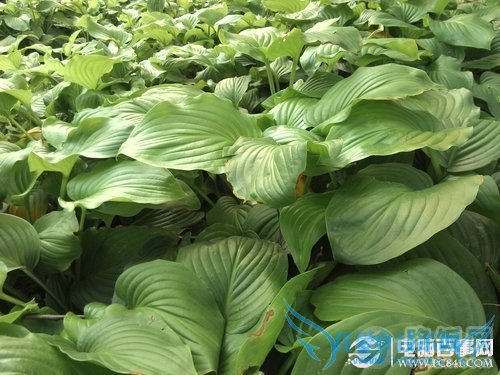 英特尔双核+平民价 中兴Geek V975评测