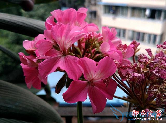 4G全网通TCL么么哒3S手机性能比高吗?