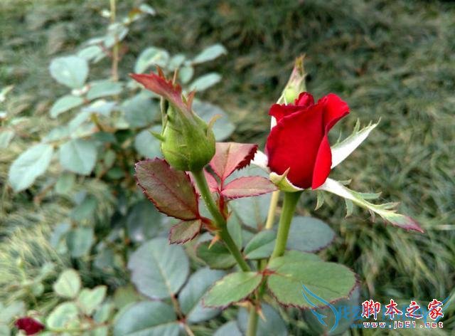 4G全网通TCL么么哒3S手机性能比高吗?