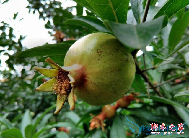 4G全网通TCL么么哒3S手机性能比高吗?