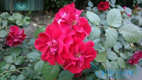 如何用眼纹识别全网4G?