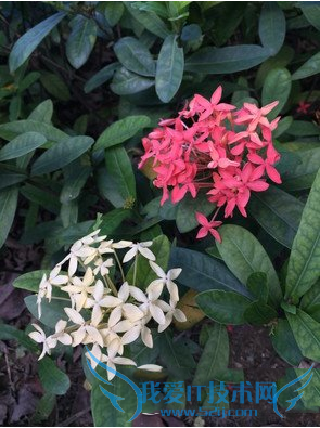 购买手机机索尼xperia z3+和iphone6plus哪个比较好?