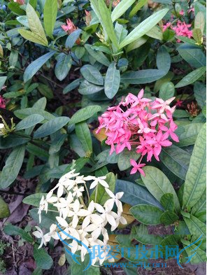 购买手机机索尼xperia z3+和iphone6plus哪个比较好?