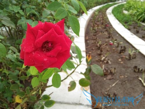 OPPO A51配置等参数的详细解说