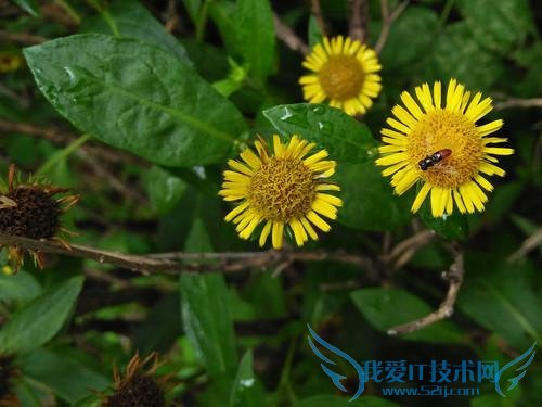 OPPO A51配置等参数的详细解说