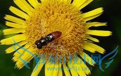 OPPO A51配置等参数的详细解说