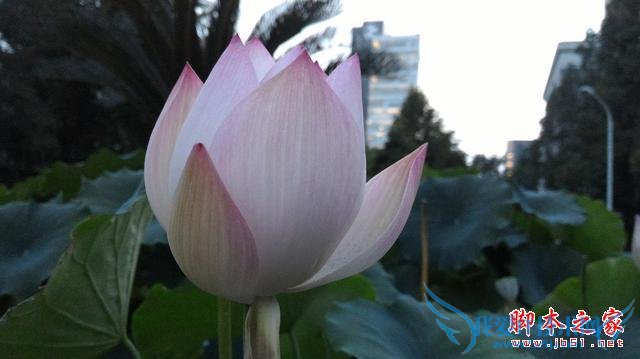 号称“性能怪兽”的华硕ZenFone 2手机怎么样?