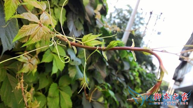 号称“性能怪兽”的华硕ZenFone 2手机怎么样?