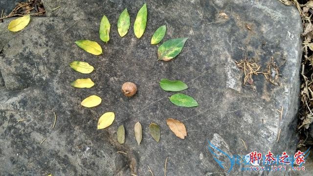 终端手机小米的全面介绍及定义