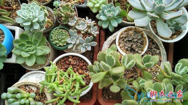 终端手机小米的全面介绍及定义