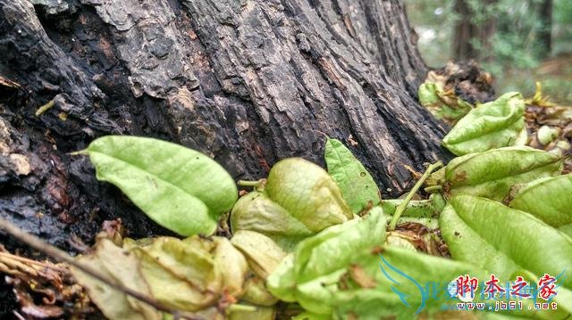 终端手机小米的全面介绍及定义