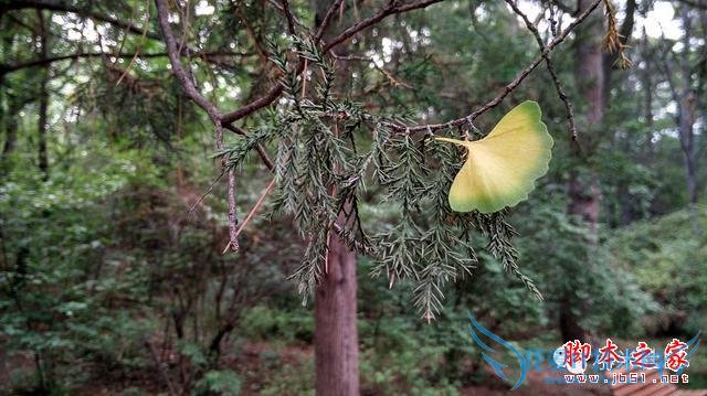 终端手机小米的全面介绍及定义