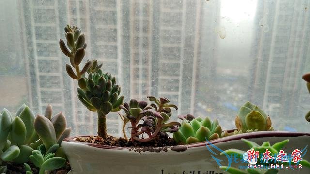 终端手机小米的全面介绍及定义