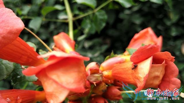 终端手机小米的全面介绍及定义