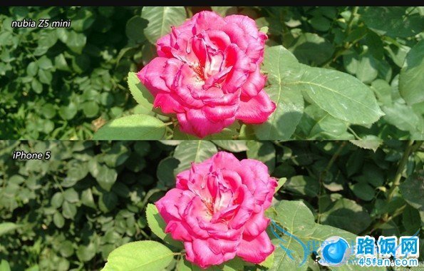 ŬZ5 MiniiPhone5ɫʶϸڶԱ