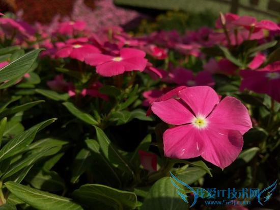 MX5ԱZUKZ1ĸֻԼ۱ȸӵĸߣ