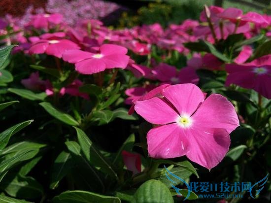 MX5ԱZUKZ1ĸֻԼ۱ȸӵĸߣ