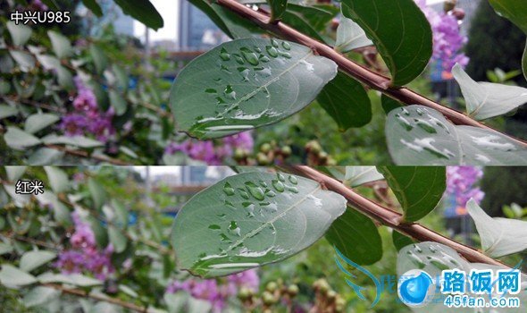 中兴U985与红米手机微距离拍照对比图