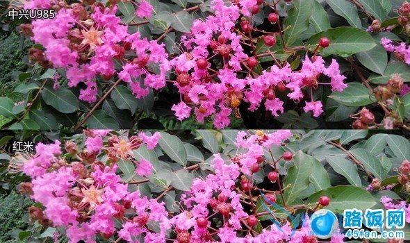 中兴U985与红米手机微距离拍照样张对比照