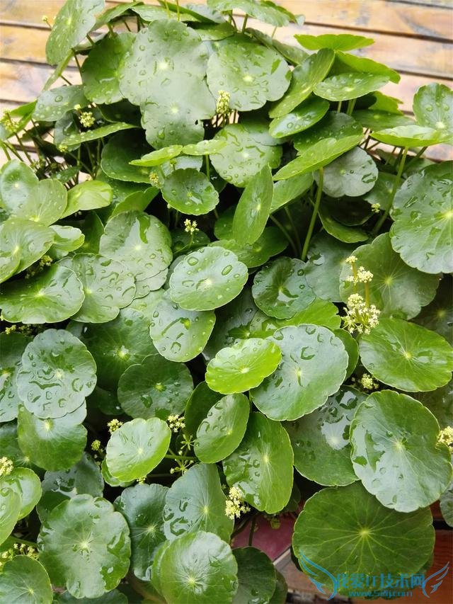 荣耀X2平板手机如何拍出好照片?荣耀X2手机拍照分享